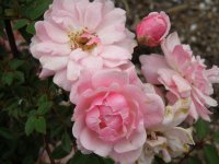 rosa_perla_de_monserrat-z-wikipedii-2