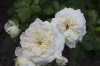 kronprincesse-mary