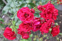 romantica