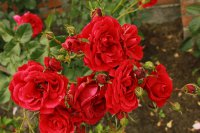romantica2