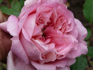 miss-agnes-c-sherman.jpg
