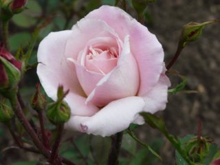 mme-dailleux-2.jpg