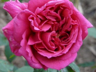 mrshenry-winnet-th.jpg