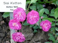 sisi-ketten-2.jpg