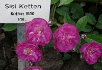 sisi-ketten.jpg