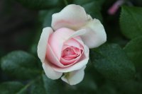 giardina2