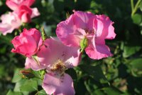 rosa-polonica