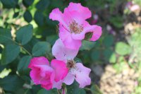 rosa-polonica2