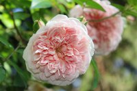paul-transon0
