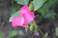 rosa-polonica2