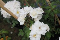 midsummer-snow_0