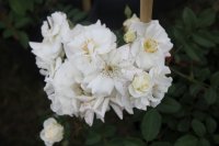 midsummersnow_0
