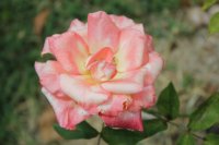 anne-morrow-lindberg5