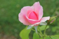 annelies8