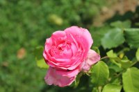 auguste-renoir2
