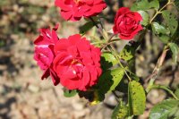centenaire-de-lourdes-rouge