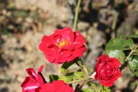 centenaire-de-lourdes-rouge2