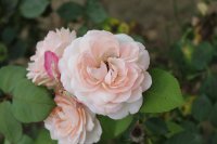 claire-renaisancec
