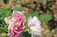claude-monet5