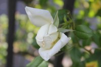 colonial-white