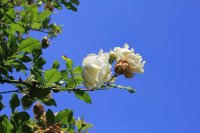 colonial-white1