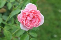 comtesse-de-segur