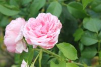 comtesse-de-segur5