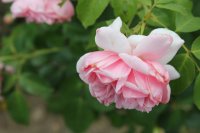 comtesse-de-segur6