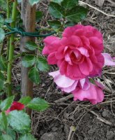 rkordesi-wulff-crrugosa-x-rwichuraiana-gartenform-52b.jpg