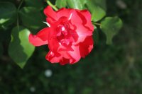 crimson-meidiland-2