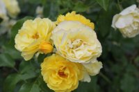 crown-princesse-margarette