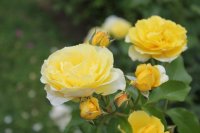 crown-princesse-margarette6