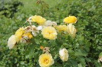 crown-princesse-margarette7
