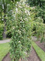 rosa-filipes-rehderwilson-2a.jpg