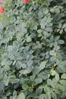 gartenspass