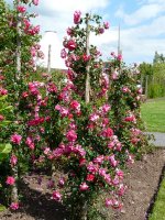 rosa-kordesii-1a.jpg