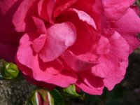 rosa-kordesii.jpg