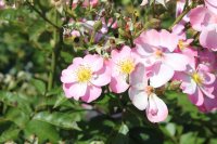fleurette0