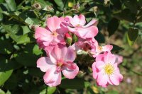 fleurette4