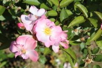 fleurette9