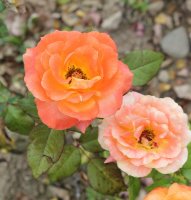flora-danica