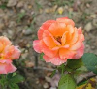 flora-danica2