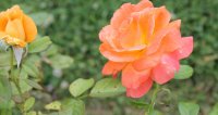 flora-danica3