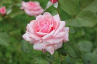 heriflor
