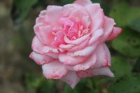 heriflor2