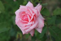heriflor3