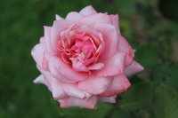heriflor4