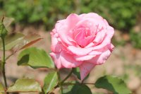 heriflor52
