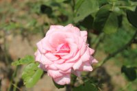 heriflor53