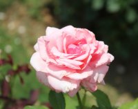 heriflor54